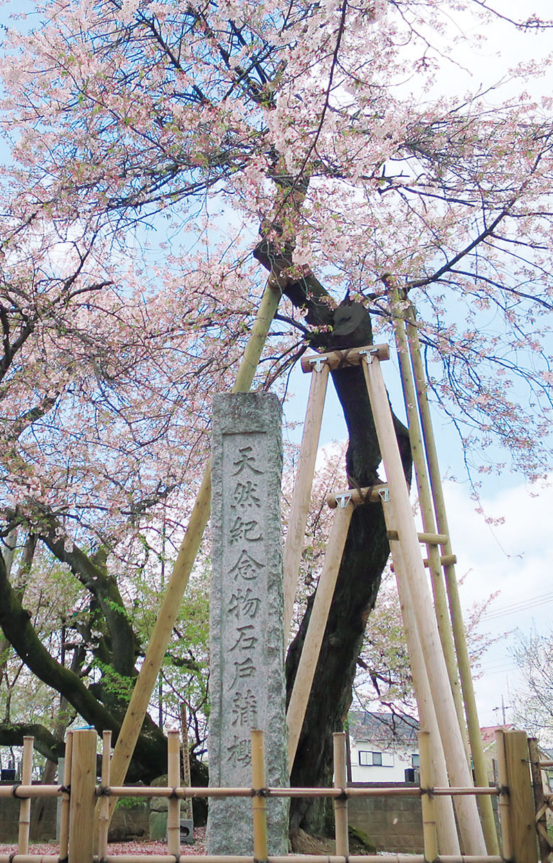 石戸蒲ザクラ＝2025年1月1日付紙面から（資料写真）