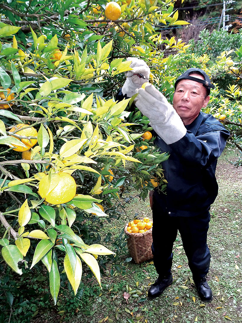 毛呂山町で行われている「桂木ゆず」の収穫作業