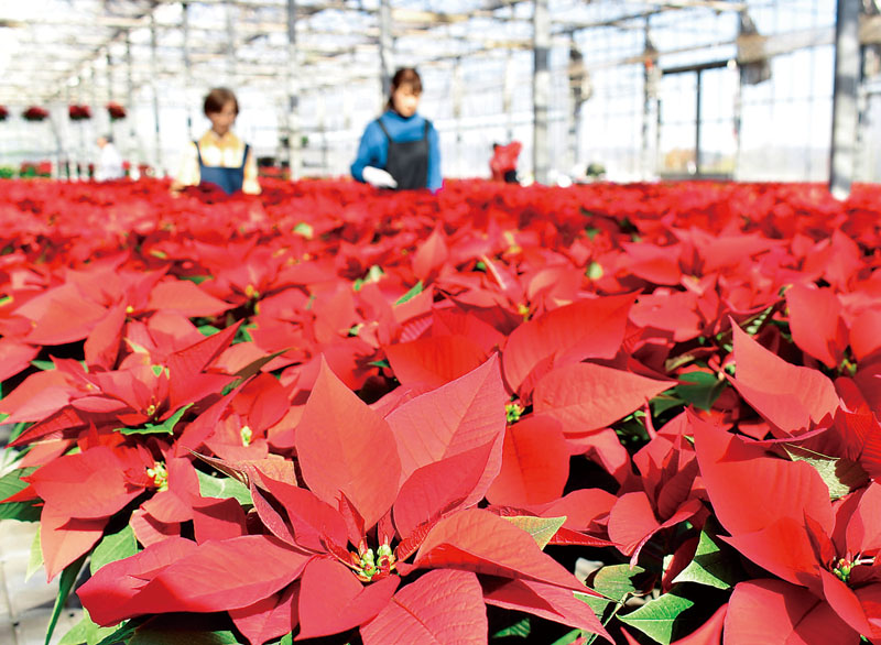 クリスマスを前に出荷作業が進むポインセチア＝21日、入間市寺竹