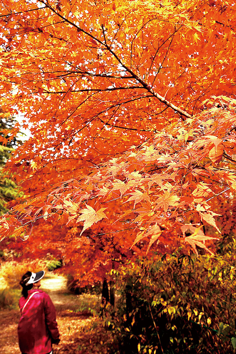 木々の葉が色づき、来場者の目を楽しませている嵐山渓谷