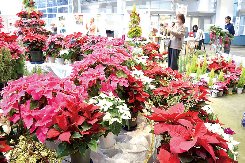 ポインセチアなどが彩る「クリスマス・ディスプレイ」の会場