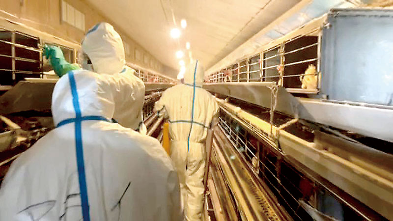 高病原性鳥インフルエンザ感染の疑いのある採卵鶏農場で作業する県職員ら（県提供）
