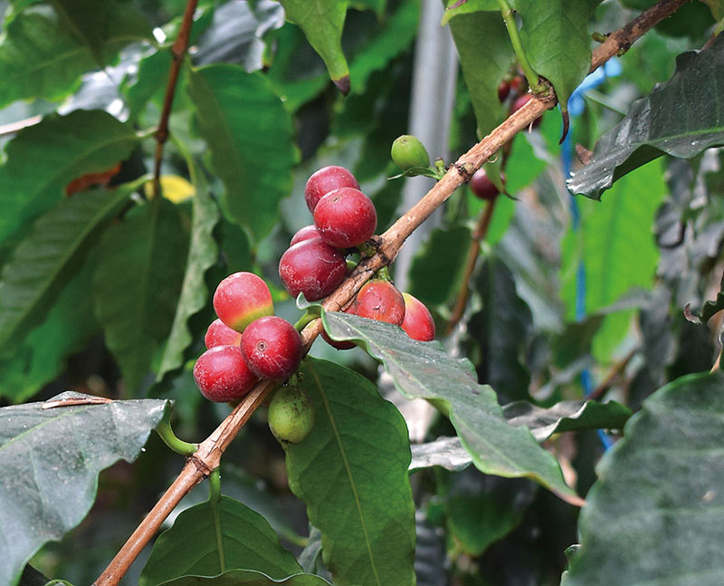 赤く色づき始めたコーヒーの実