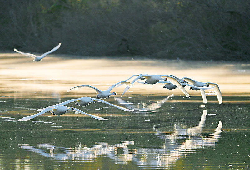 グループで餌場に向かうコハクチョウ＝14日午前7時55分、川島町