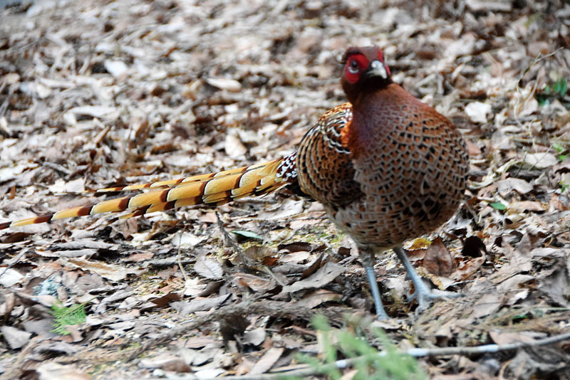 山の中から下りてきたヤマドリ。至近距離から撮影しても関口幸男さんのそばから離れなかった＝小川町