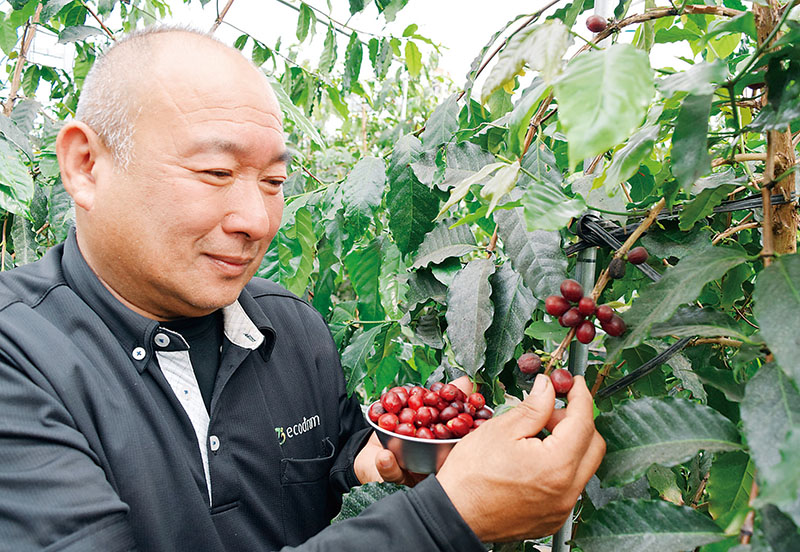 赤紫色に熟したコーヒーの実を収穫する東英雄さん＝4日午前、久喜市菖蒲町小林のエコファーム