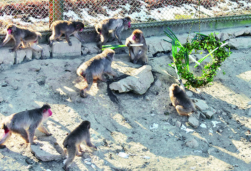 ネギのバレンタインプレゼントを受け取るサル＝13日午前、長瀞町の宝登山小動物公園