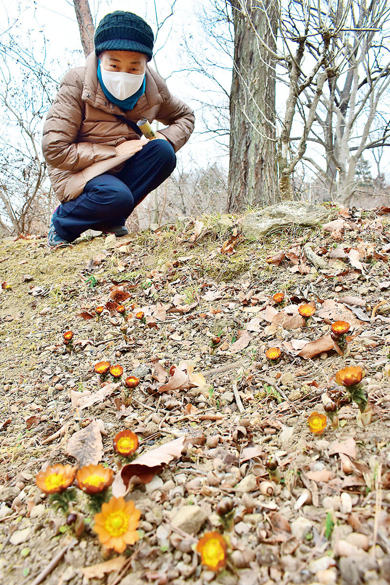 オレンジ色の花を咲かせる秩父紅＝16日正午ごろ、皆野町のMahora稲穂山