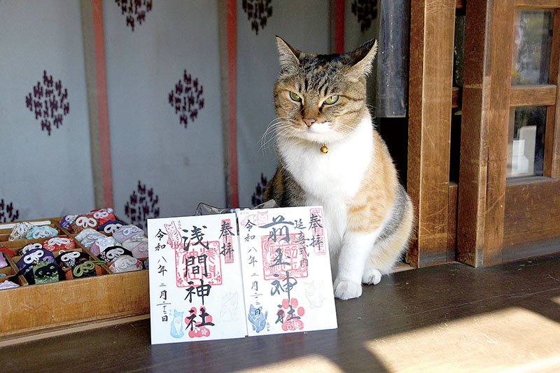 今年授与している「猫の日」にちなんだ特別限定御朱印と雌猫の「さくら」＝21日、行田市埼玉の前玉神社