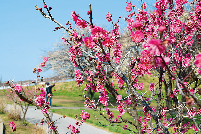 早春を告げる紅白の梅