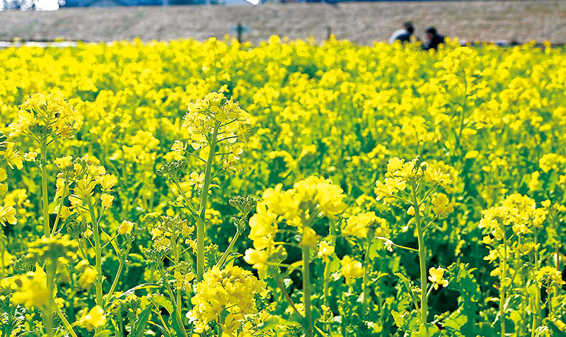 中川やしおフラワーパークで咲き始めた菜の花＝八潮市木曽根