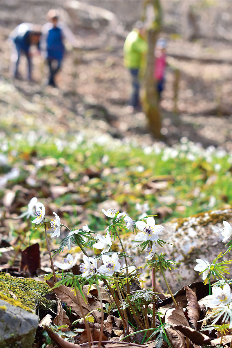 かれんに咲き誇るセツブンソウ＝2日午前、小鹿野町両神小森堂上の節分草園