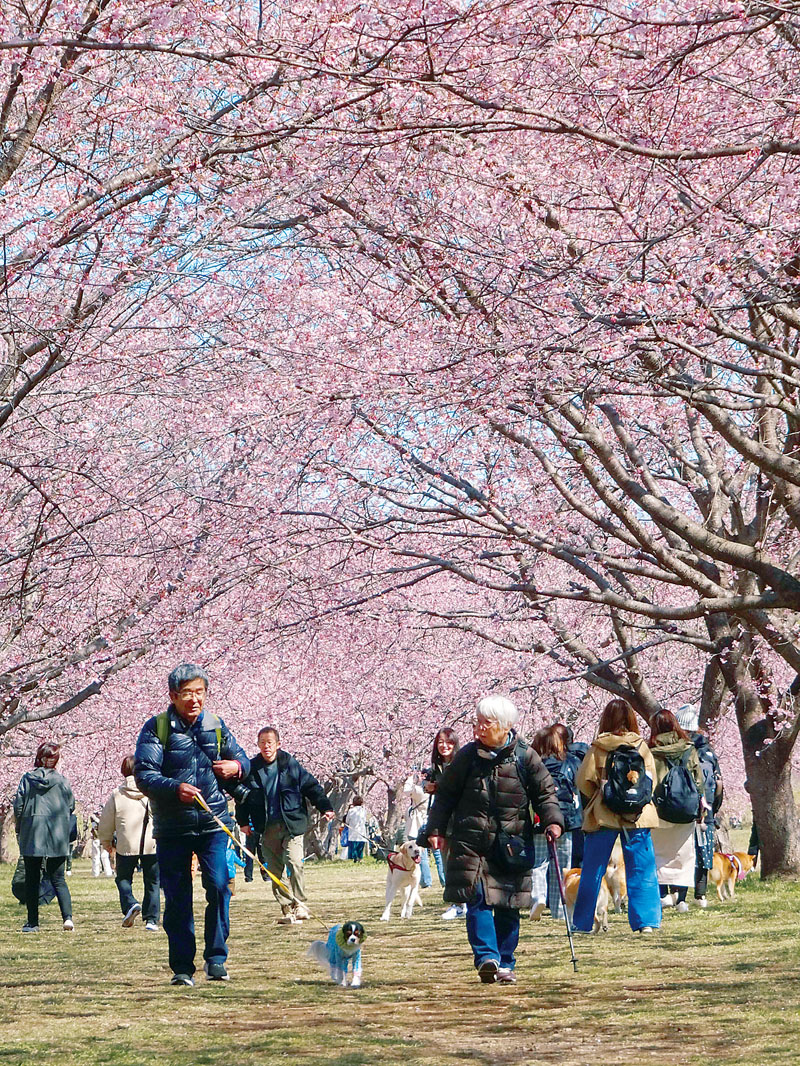 「桜のトンネル」をつくる安行寒桜の並木＝11日午前、坂戸市北浅羽の北浅羽桜堤公園