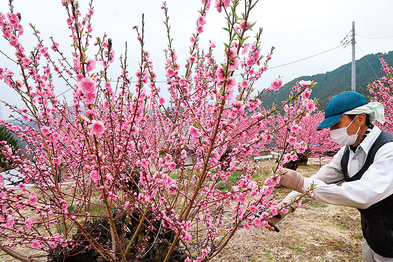 ハナモモを手入れする真下哲也さん
