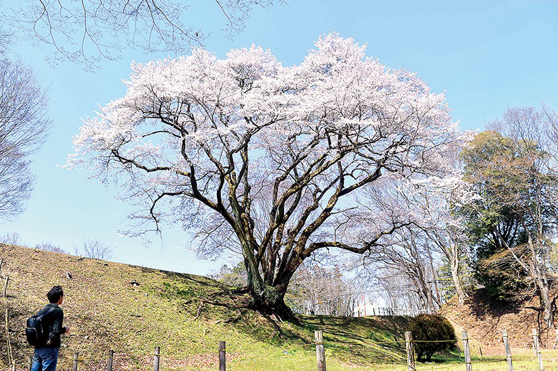 見頃を迎えた「氏邦桜」
