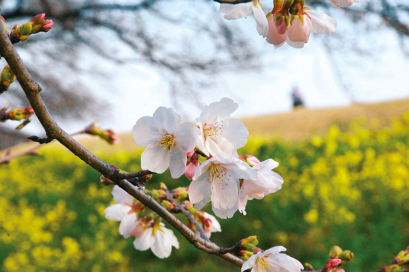 開花した桜＝23日、熊谷市の熊谷桜堤