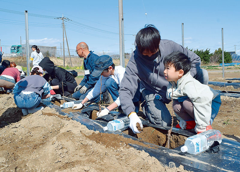 ワイン用ブドウの植樹イベントで、列になって苗木を植える参加者＝7日午前、幸手市外国府間
