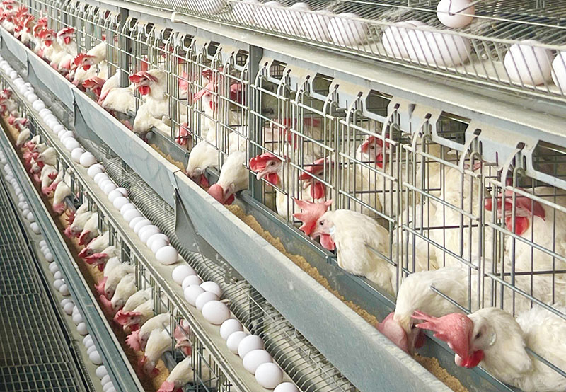 トウモロコシや大豆、魚粉などを独自配合したえさを食べる親鶏＝25日、深谷市の花園たまや