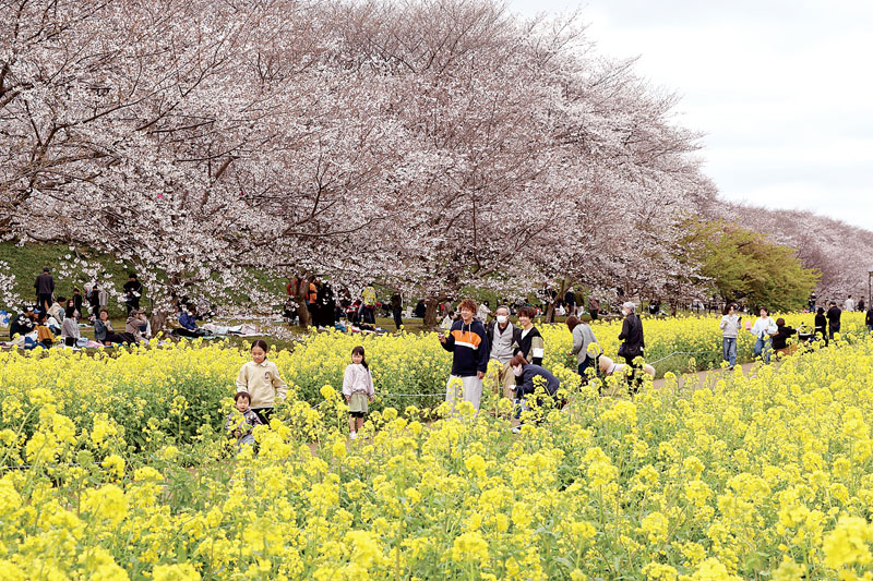 桜と菜の花の鮮やかなコントラストを楽しむ花見客ら＝28日午前、幸手市の森田鉄工所権現堂SakuraMiraiPark