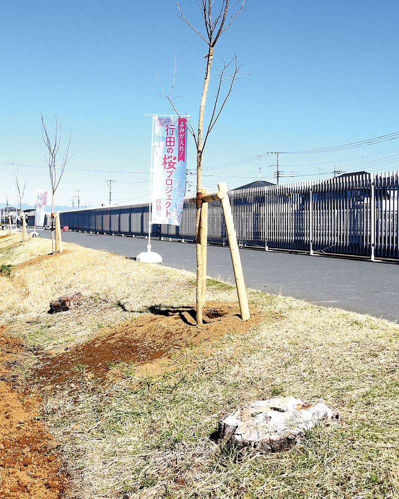 武蔵水路沿いに植樹された桜の苗木。枯れて伐採した木の切り株（下）も残っていた＝14日、行田市富士見町