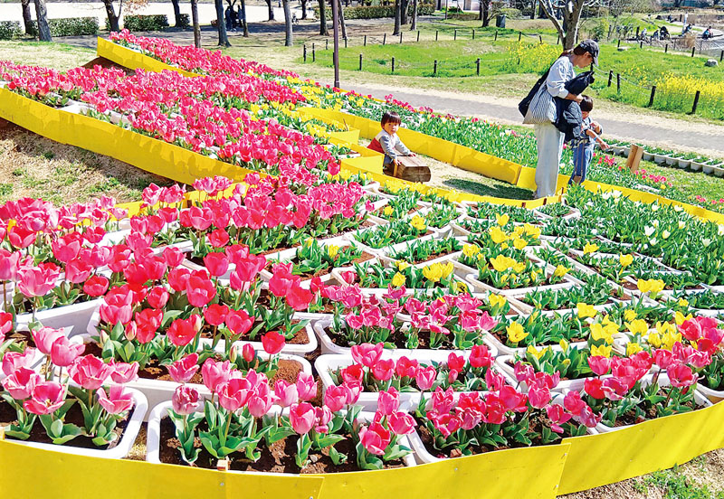 地元の小中学生らが育てたチューリップが咲き渡る出羽公園＝越谷市七佐町