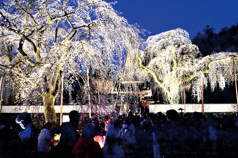 ライトアップされたシダレザクラ＝3月28日、秩父市荒川上田野の清雲寺
