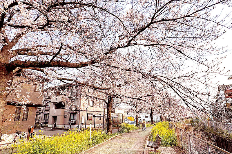 桜と菜の花が見頃を迎えたフラワーロード