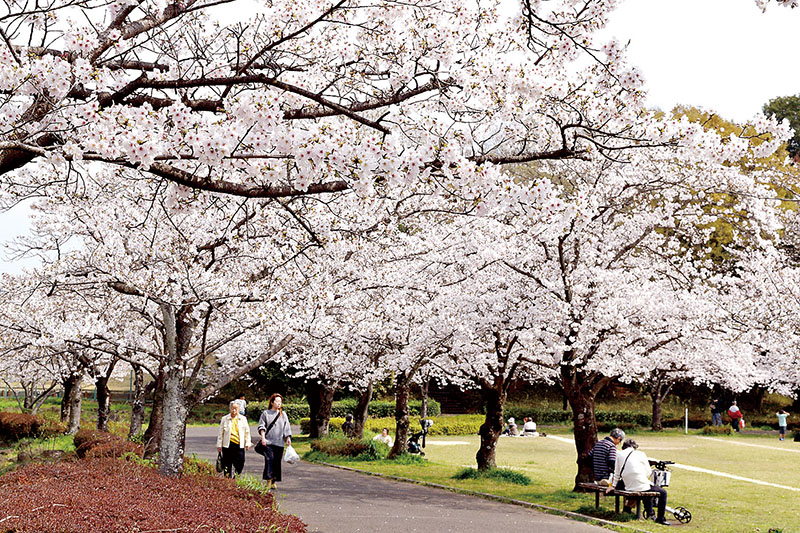 遊歩道の両側に連なる桜のトンネル
