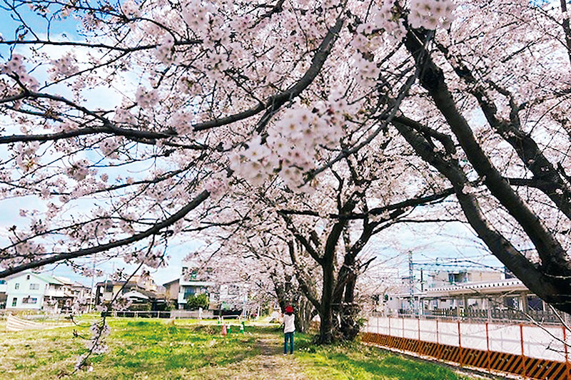 満開になり見頃を迎えている「七里の三本桜」