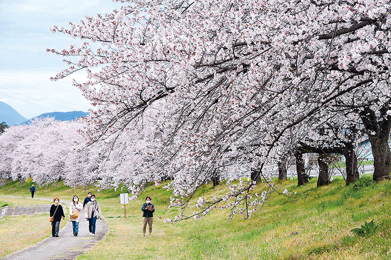 見頃を迎えた「こだま千本桜」