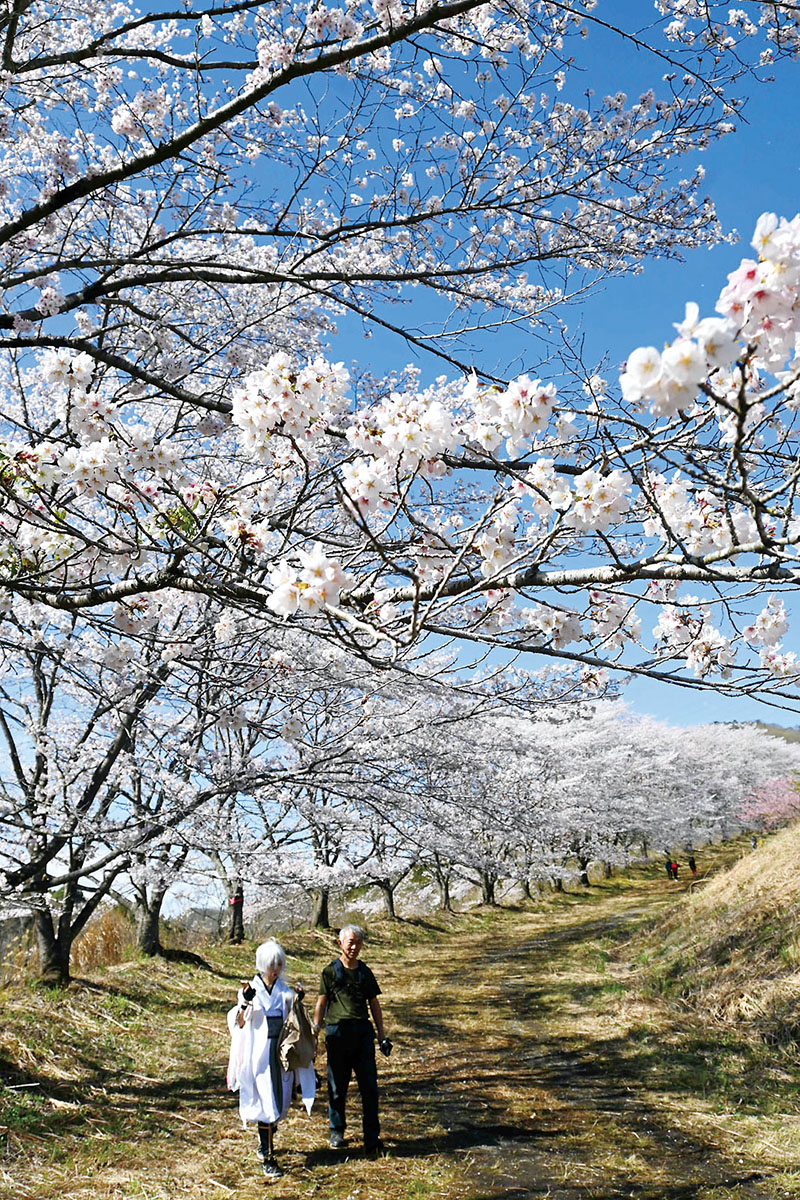 見頃を迎えた虎山の千本桜。県内外から訪れたコスプレーヤーの姿も＝2日、東秩父村坂本
