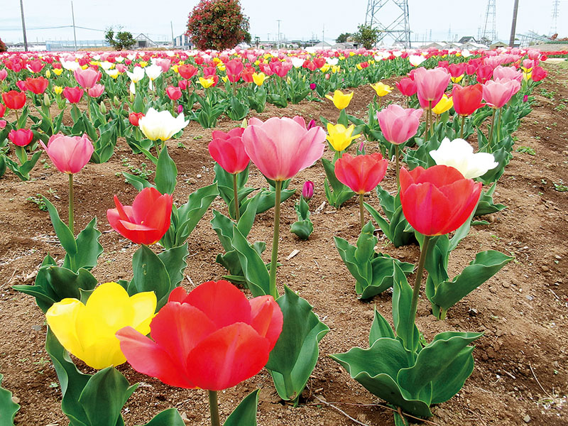 市民ボランティアが植え込み、開花したチューリップ