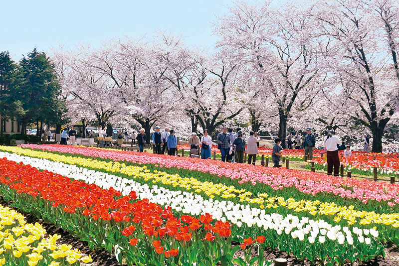 ソメイヨシノとチューリップの競演が訪れた人々を楽しませている