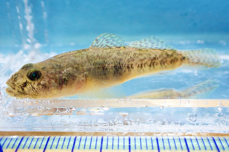 さいたま市内で発見されたムサシノジュズカケハゼ（橋本健一さん提供）