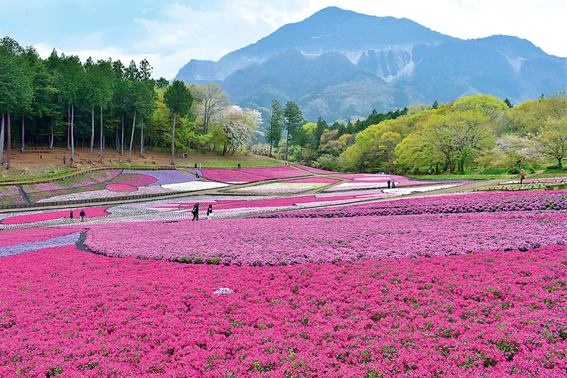見頃を迎えたシバザクラ