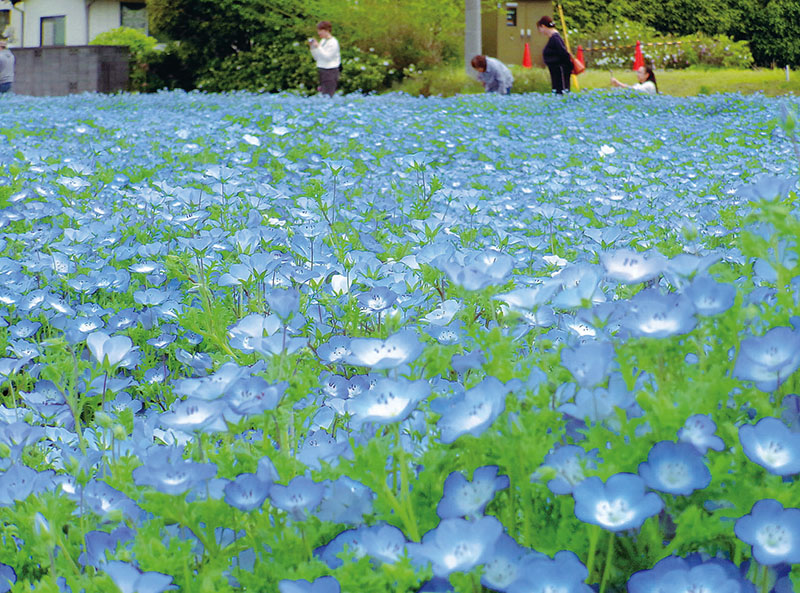 一面に咲いている青いネモフィラの花＝北本市深井