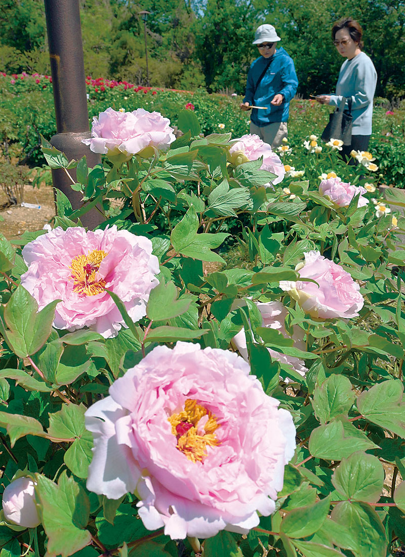 色とりどりに咲き誇るボタンに見とれる来園者ら