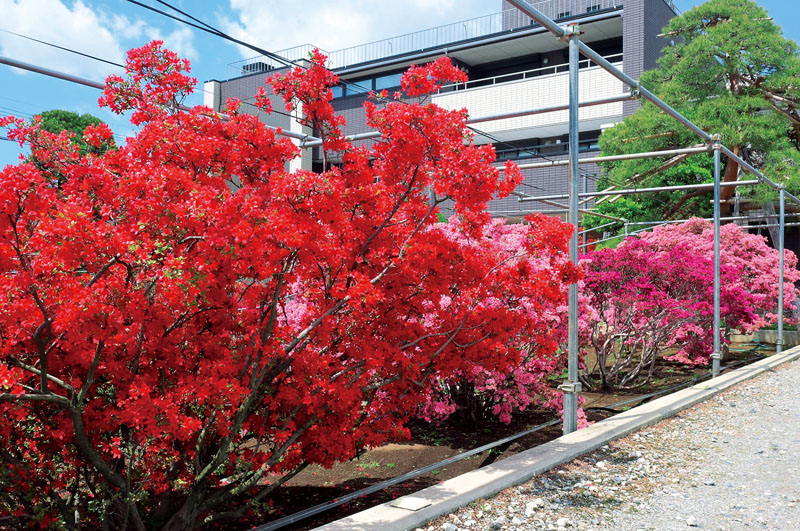 何本も枝分かれて朱赤の花が一面を覆う霧島ツツジの「本霧島」（左手前）