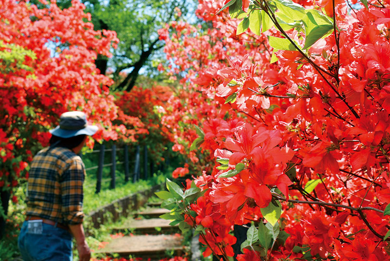見頃を迎えたヤマツツジ