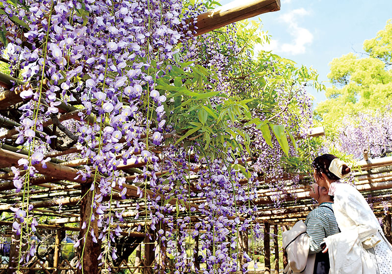 見頃を迎えた「牛島の藤」