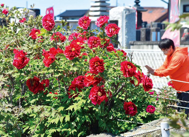 瑠璃ぼたん園のぼたん