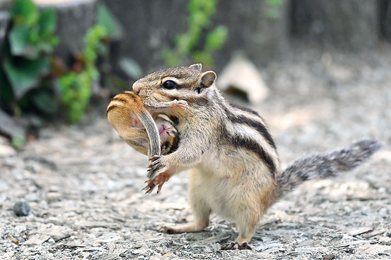 体を丸めた5センチにも満たない子リスを母リスがかいがいしく運ぶ＝19日、さいたま市北区の「りすの家」