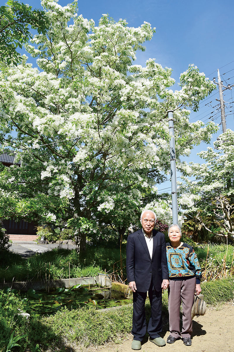 開花したナンジャモンジャと、町田英夫さん（左）、花子さん夫妻＝21日、幸手市外国府間