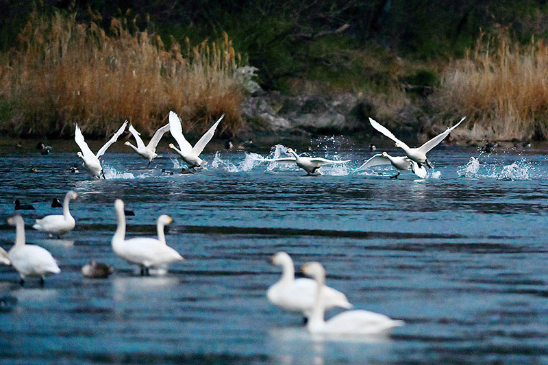 シベリアに向かって飛び立つコハクチョウ（並木達郎さん提供）