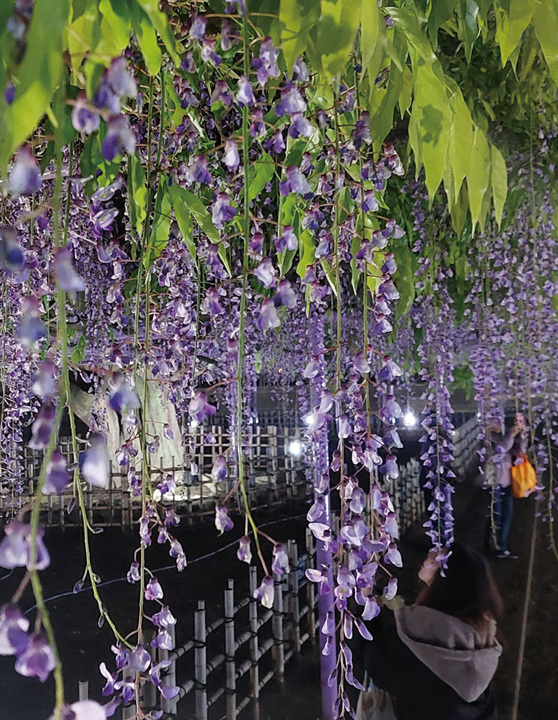 ライトアップで映し出される三学院の藤