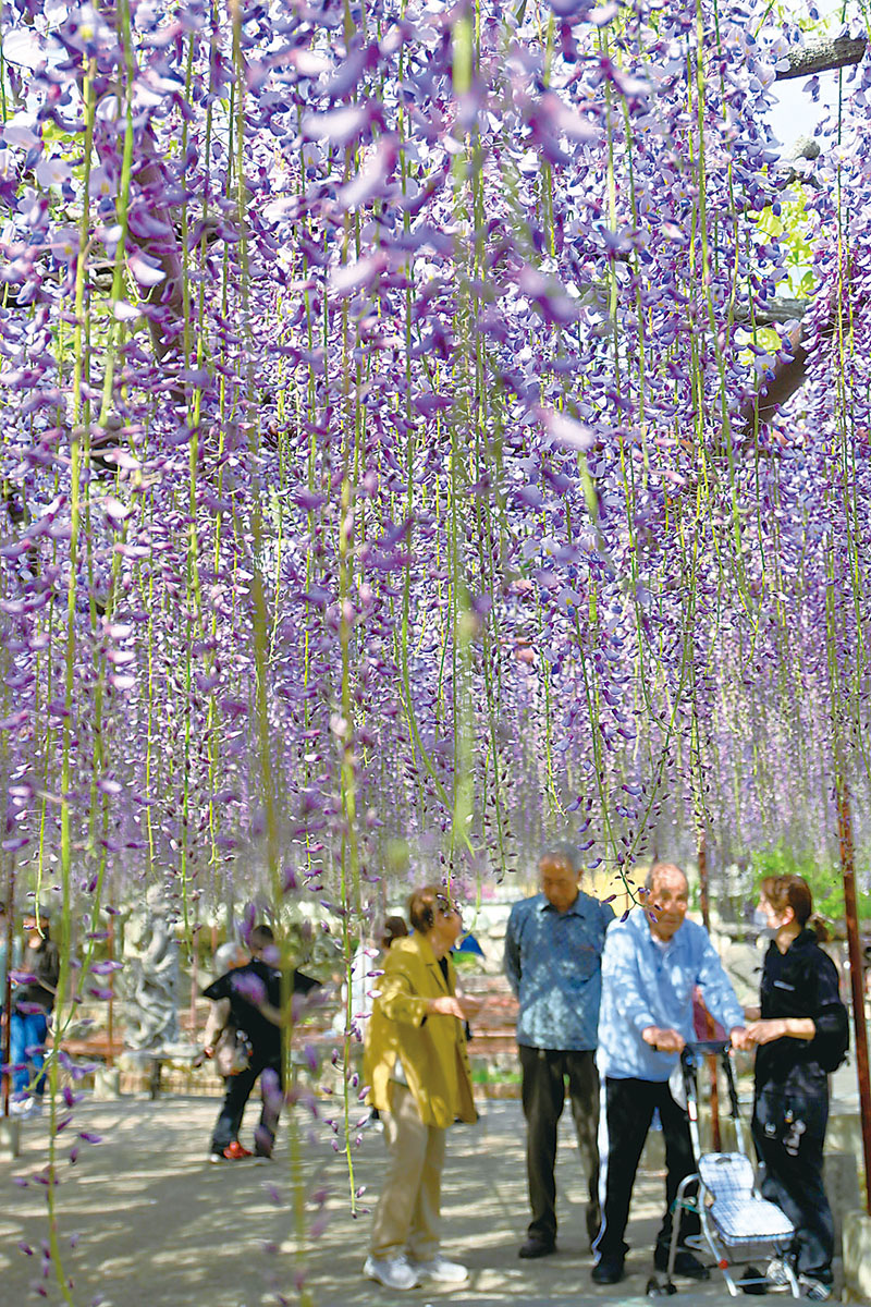 無数に垂れさがる紫色の花房から芳香が漂う「骨波田の藤」