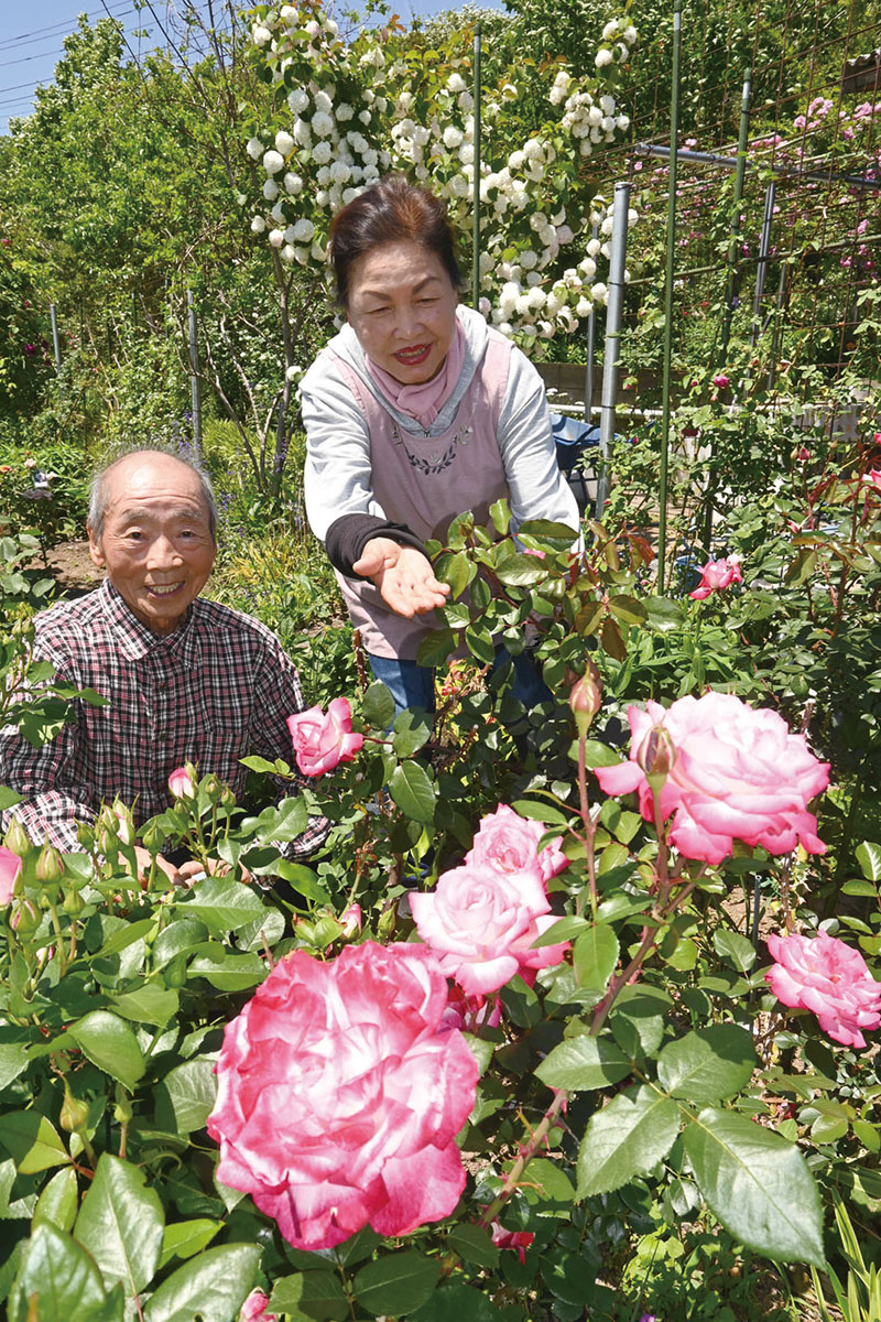 見頃を迎えたバラと、松川さん夫妻。今年は開花が遅れたが、咲き具合は「最高」という＝7日、美里町下児玉