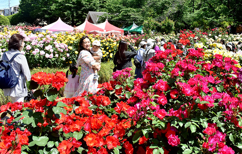 与野公園のバラ