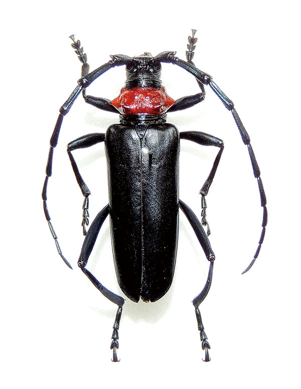 クビアカツヤカミキリの成虫。体長は25～40ミリ程度になる（県環境科学国際センター提供）