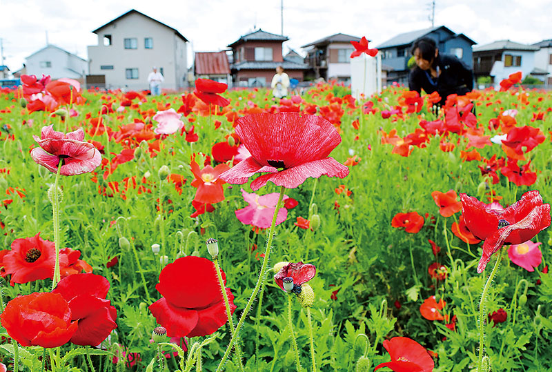 色とりどりの花が咲くポピー畑＝12日、久喜市鷲宮
